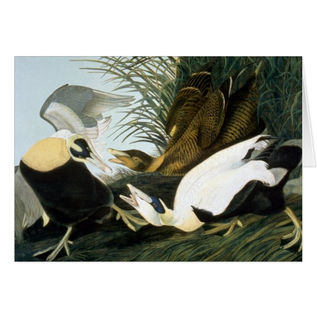 Audubon : Eider Duck (Devant Horizontal)