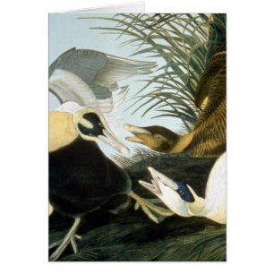 Audubon : Eider Duck