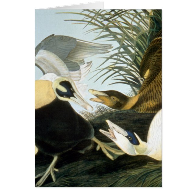 Audubon : Eider Duck (Devant)
