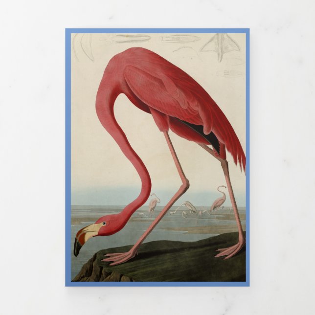 Audubon Flamant rose Bird Imprimer Modèle (Page de couverture)