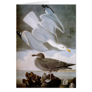 Audubon : Goéland argenté