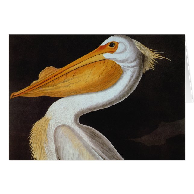 Audubon : Grand pélican blanc (Devant Horizontal)