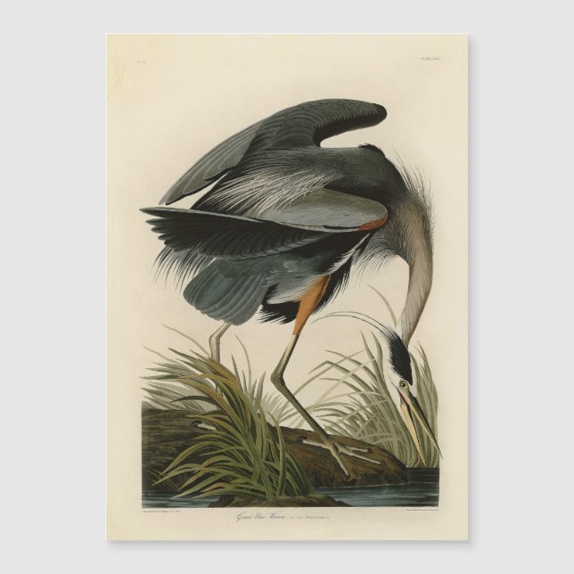 Audubon Great Blue Heron Marsh Bird (Devant)