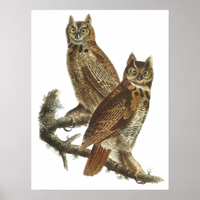Audubon Great Horned Owls Poster or Print (Devant)