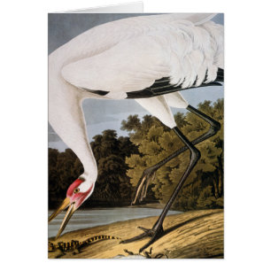 Audubon : Grue blanche