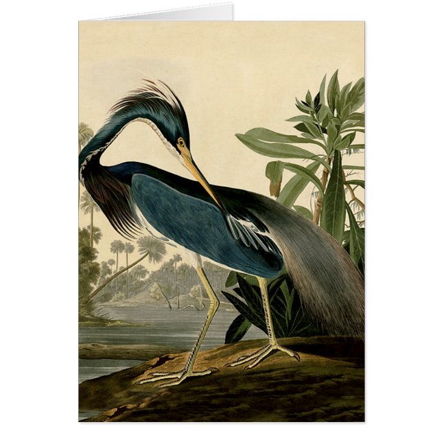 Audubon Héron de Louisiane Oiseaux Amérique Art (Devant)
