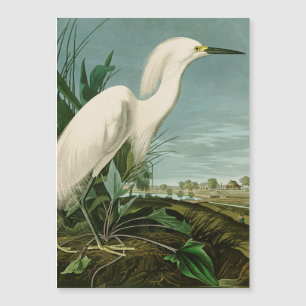 Audubon Héron de neige Oiseaux d'aigrettes blanche