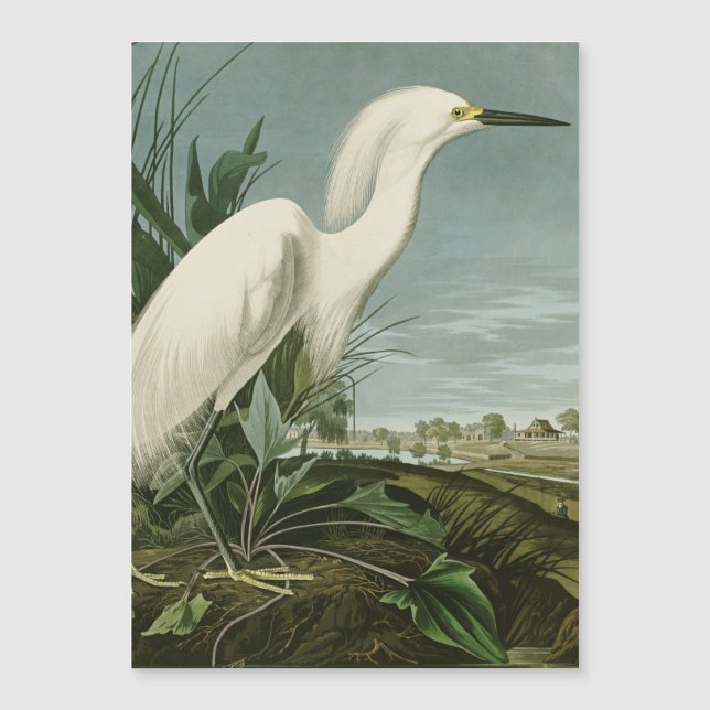 Audubon Héron de neige Oiseaux d'aigrettes blanche (Devant)