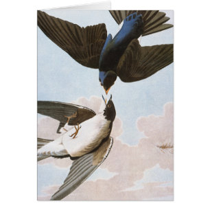 Audubon : Hirondelle d'arbre