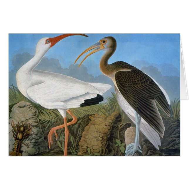 Audubon : Ibis blanc (Devant Horizontal)