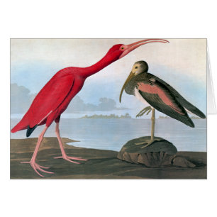 Audubon : Ibis écarlate