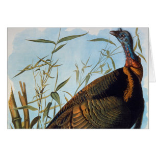 Audubon : La Turquie sauvage
