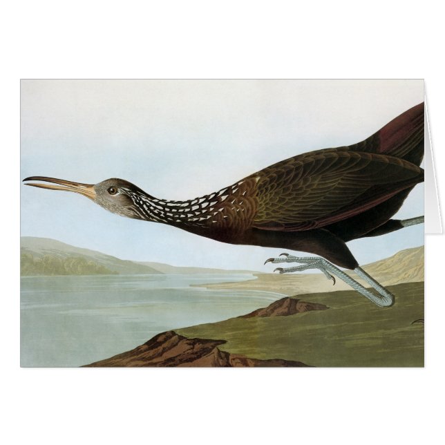 Audubon : Limpkin (Devant Horizontal)