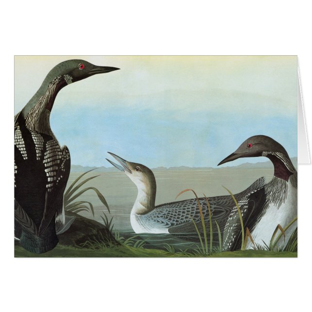 Audubon : Loon arctique (Devant Horizontal)