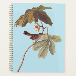 Audubon Oiseau de Bruant sur Mandrake sauvage