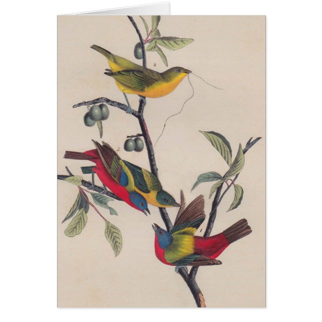 Audubon Peint Bunting Bird Wildlife (Devant)