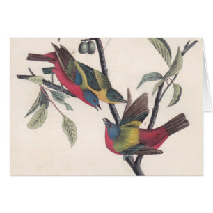 Audubon Peint Bunting Bird Wildlife