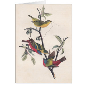 Audubon Peint Bunting Bird Wildlife