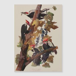 Audubon Peinture d'Oiseaux Pic Pilé