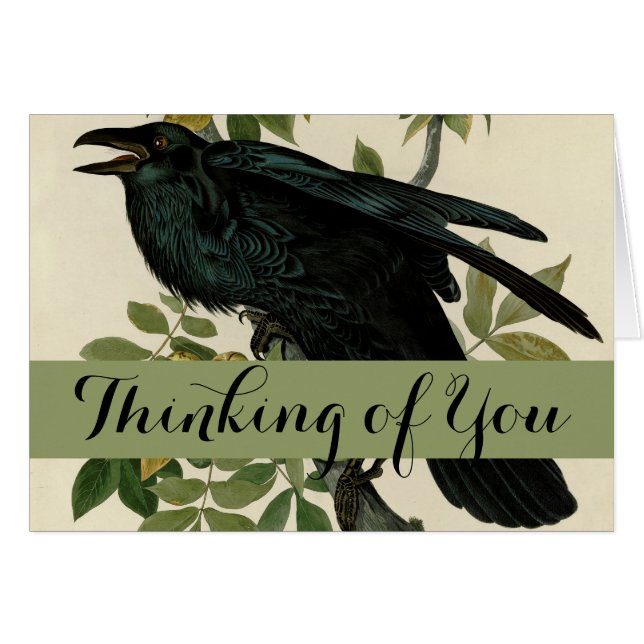 Audubon Raven Oiseau classique (Devant horizontal)