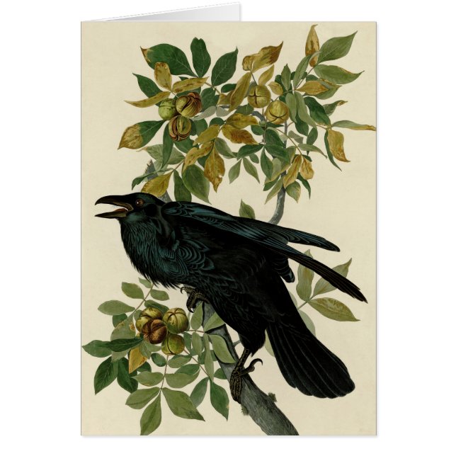 Audubon Raven Oiseau classique (Devant)