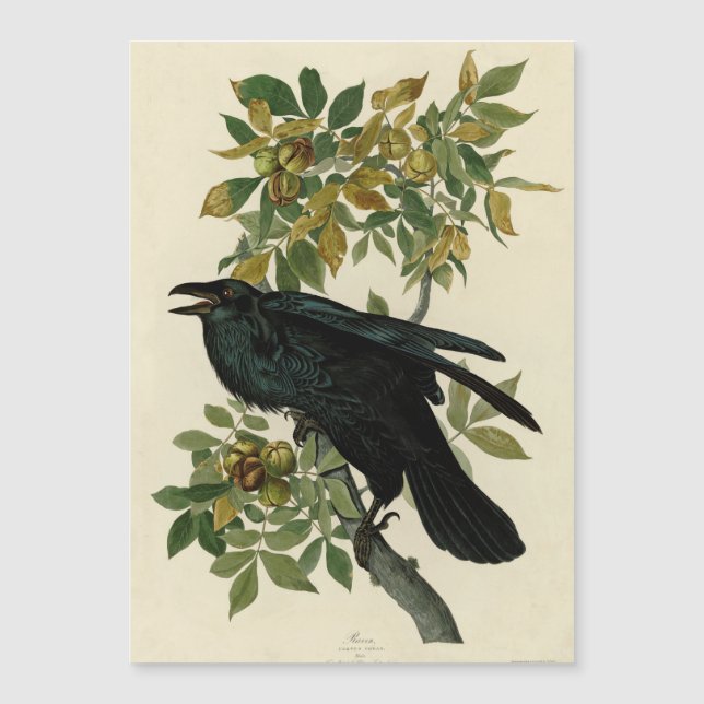 Audubon Raven Oiseau classique (Devant)