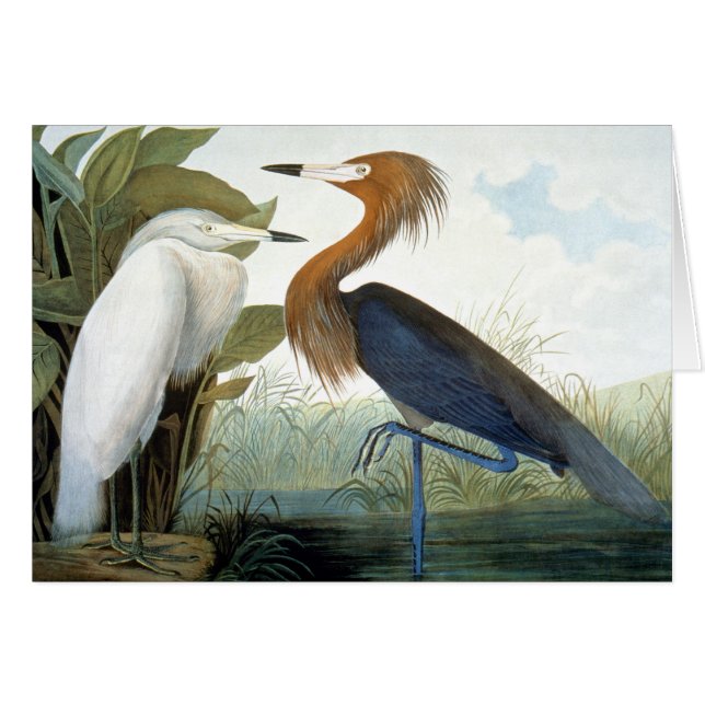 Audubon: Reddish Egret Or Purple Heron (Devant Horizontal)