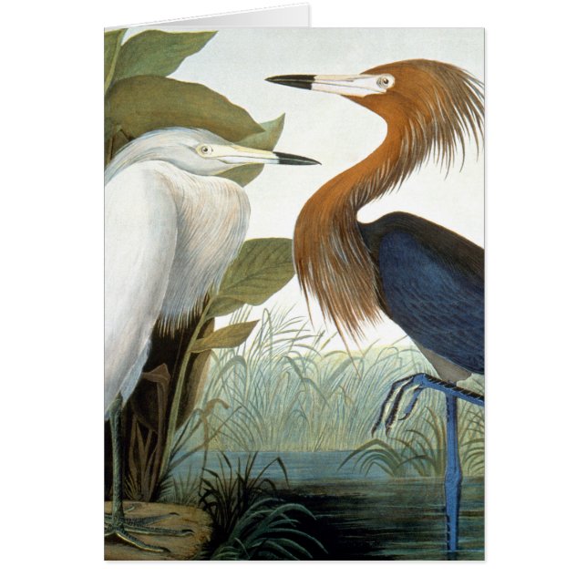 Audubon: Reddish Egret Or Purple Heron (Devant)