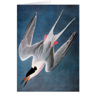 Audubon : Sterne rose