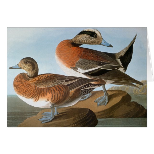 Audubon : Wigeon (Devant Horizontal)