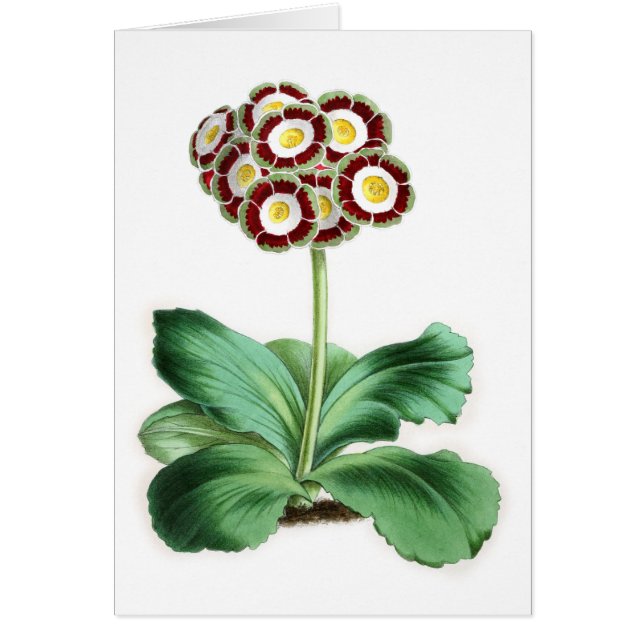 Auricule, Peter Campbell (Devant)