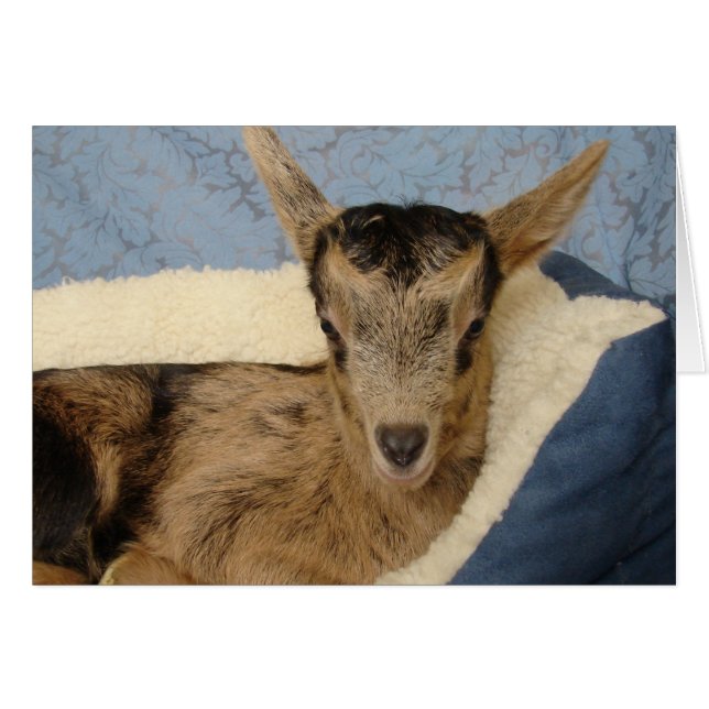 Aussie (Devant horizontal)