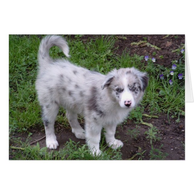 Aussie Puppy (Devant horizontal)