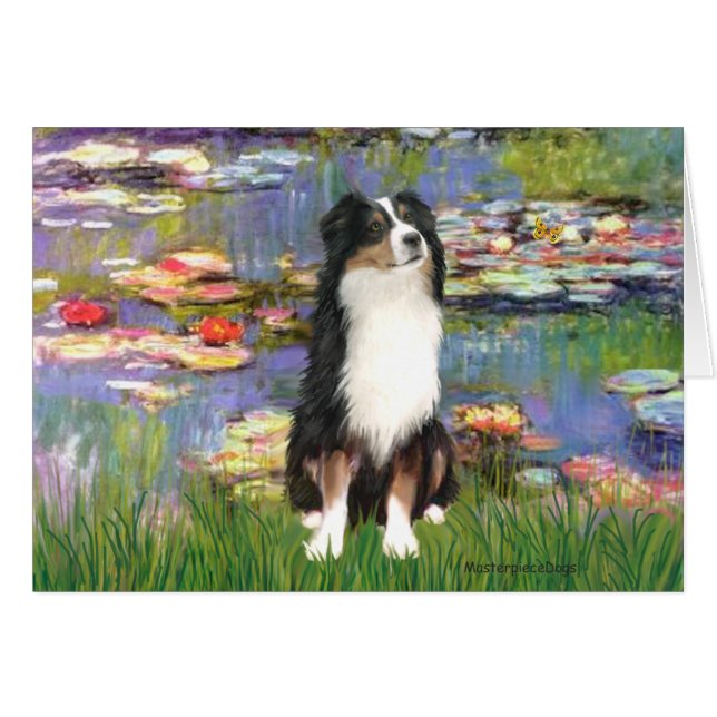 Aussie Shep 2 - Jardin (Devant horizontal)