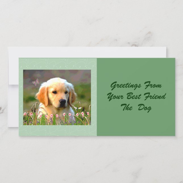 Austin The Golden Labrador (Devant)