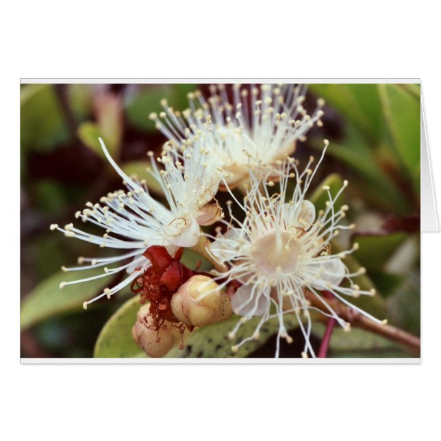 Australian Bush Cherry (Devant horizontal)