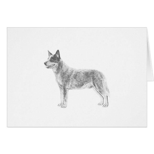 Australian Cattle Dog (Devant horizontal)