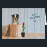 Australian Shepherd Dog Wicker Basket Birthday<br><div class="desc">The front of this fun birthday greeting card has a delightful image of a blue merle Australian Shepherd Dog in a wicker basket. Next to the basket is a single red tulip in a pot. The customizable blue text says "Just POPPING by... " The inside of the card finishes the...</div>