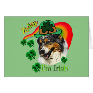 Australian Shepherd St patrick