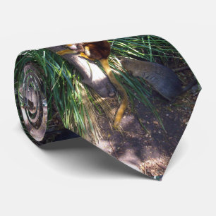 Australian Tree Kangaroo, Cravate