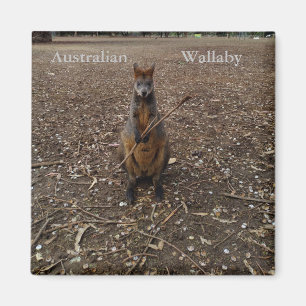 Australian Wallaby Eating Sticks, Fridge Magnet