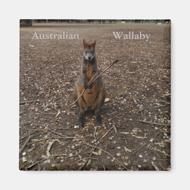 Australian Wallaby Eating Sticks, Fridge Magnet (Devant)