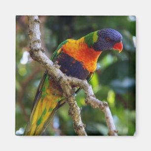Australie : Aimant de réfrigérateur Lorikeet Bird