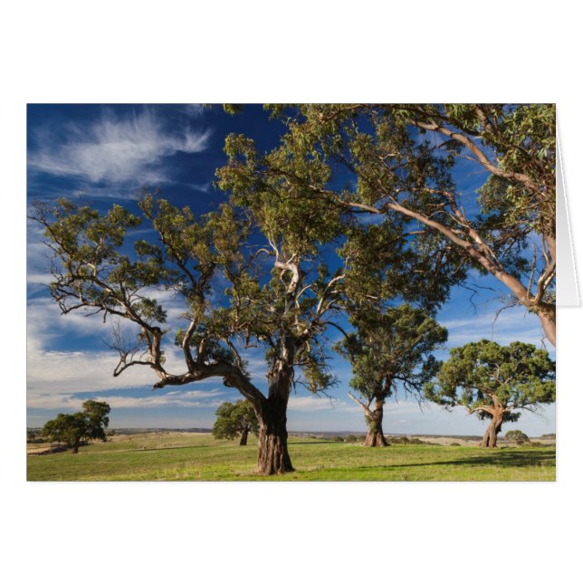 Australie, Barossa Valley, Mount Pleasant (Devant horizontal)