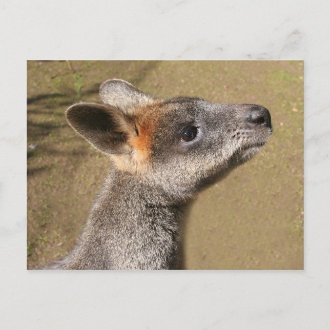 Australie - Carte postale Wallaby (Devant)