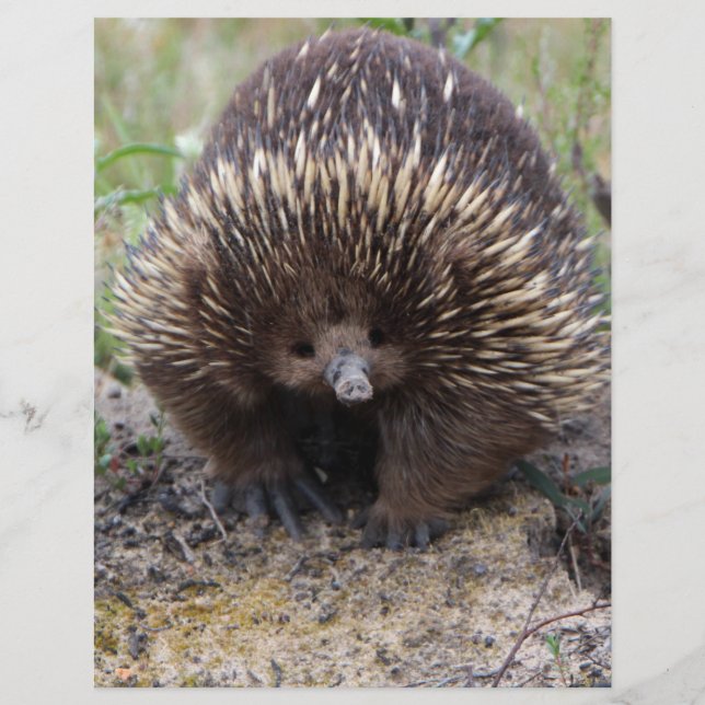 Australie Echidna Cute Animal Photo (Devant)