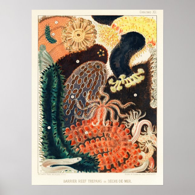 Australie, Grande Barrière de corail affiche de l' (Devant)