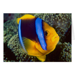 Australie, Grande Barrière de corail, Poisson-clow