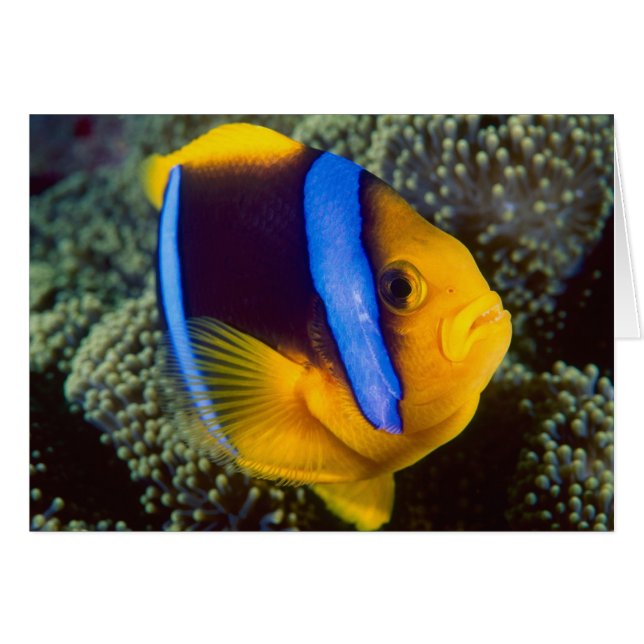 Australie, Grande Barrière de corail, Poisson-clow (Devant horizontal)