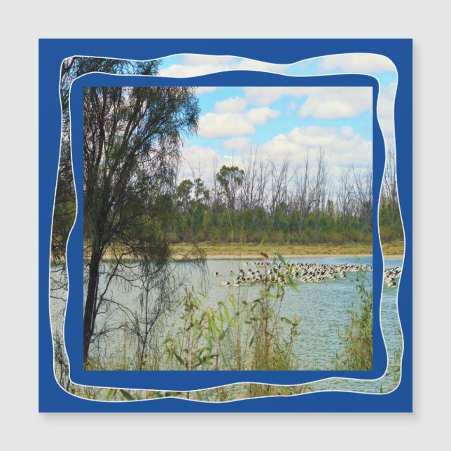 Australie Pelican Flock River Murray, (Devant)